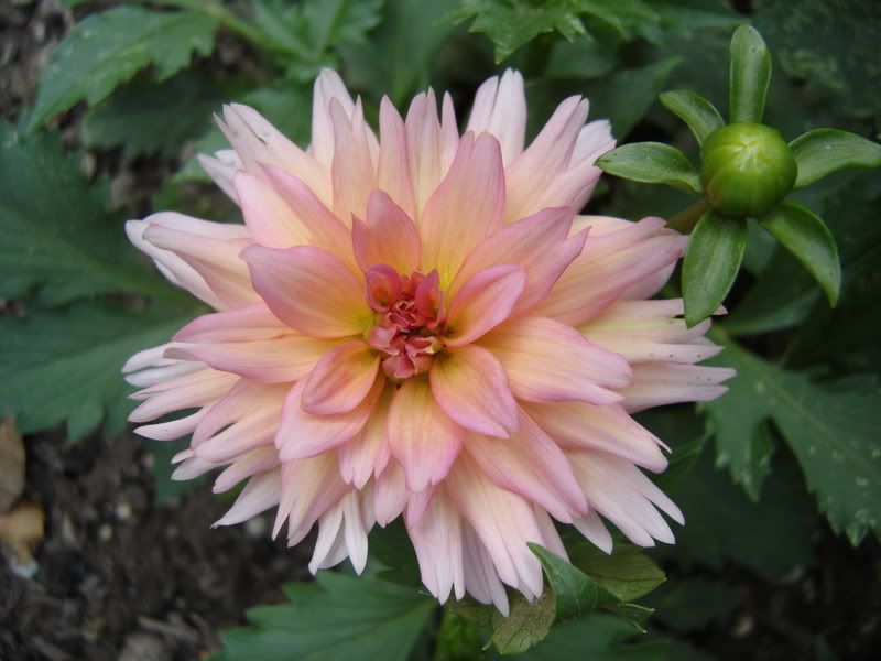 Photo Sharing and Video Hosting at Photobucket